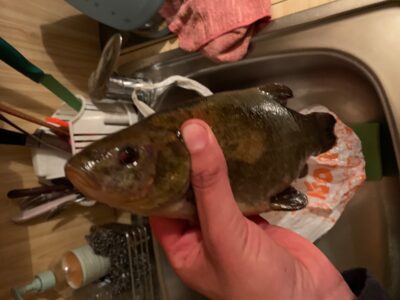 Tench, 0.3 kg — Leliūnų