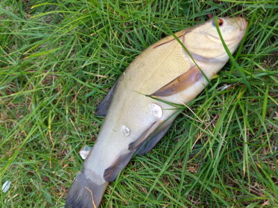 Tench, 0.3 kg — Užvenčio