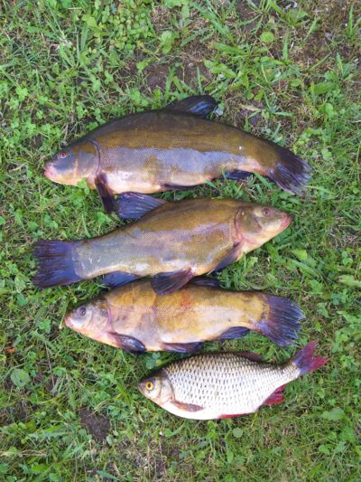 Tench