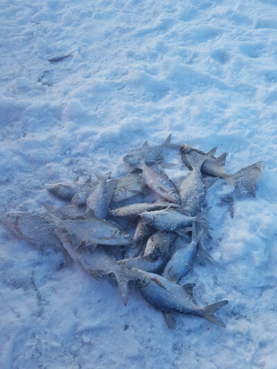 Carp bream — Didysis Siaurys