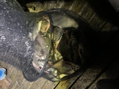 Carp bream ×23 — Nevėža