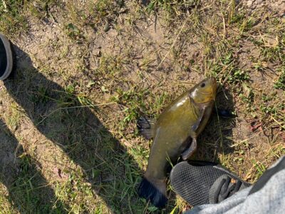 Tench, 0.5 kg — Leliūnų