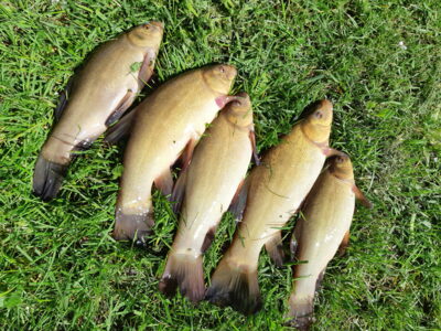 Tench ×5 — Vėjinės