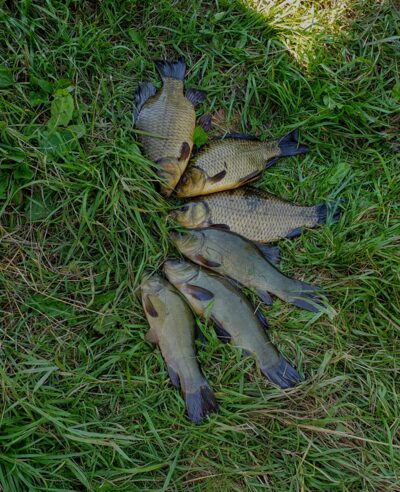 Tench ×3