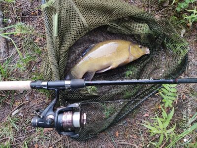 Tench, 0.7 kg