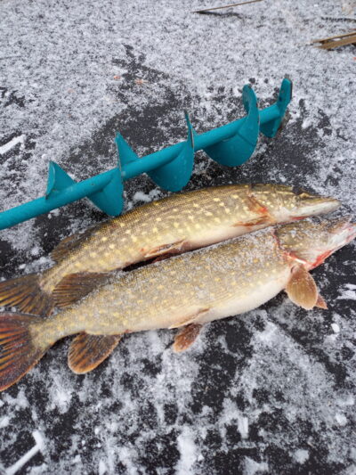 Northern Pike ×2 — Aunuvėnų