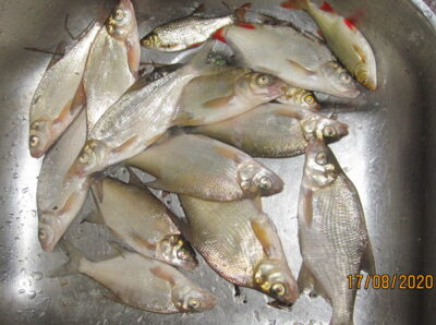 Silver Bream ×12 — Pakumulšių II-asis