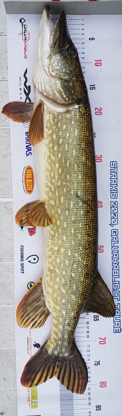 Northern Pike