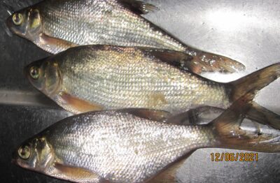 Carp bream ×3 — Pakumulšių II-asis