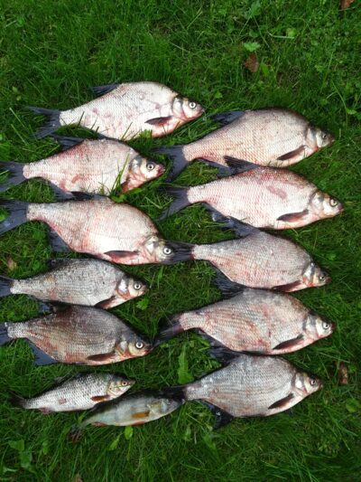 Carp bream ×10 — Sartai