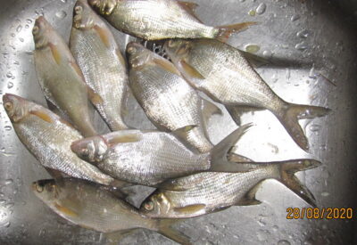 Silver Bream ×9 — Pakumulšių II-asis