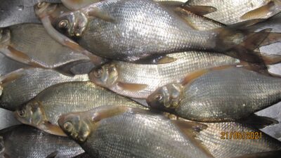 Carp bream ×21 — Pakumulšių II-asis