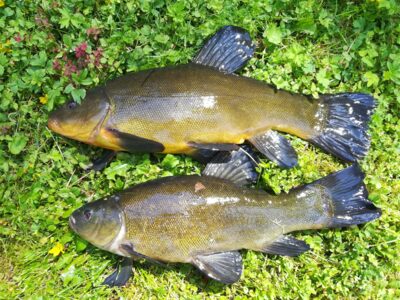 Tench ×2 — Sartai