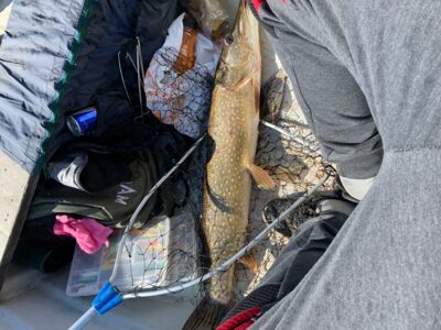 Northern Pike, 4.3 kg — Mūšėjus