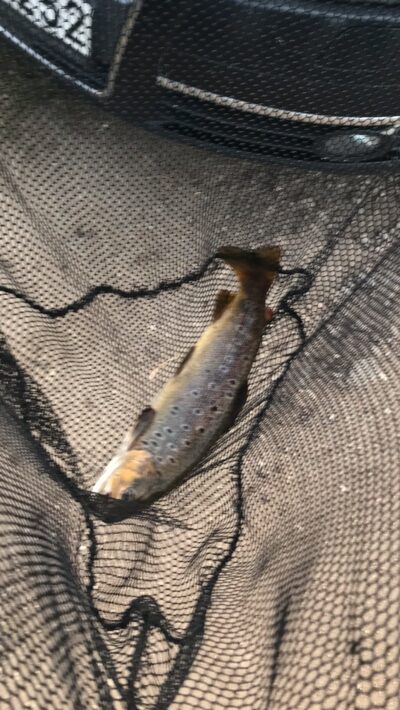 Brown Trout, 0.9 kg