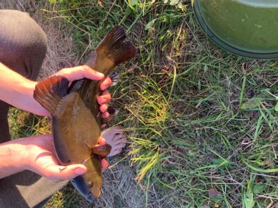 Tench, 0.4 kg — Leliūnų