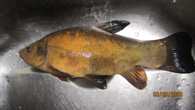 Tench, 0.5 kg