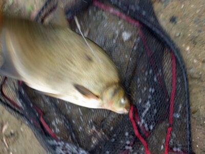 Carp bream — Neman River