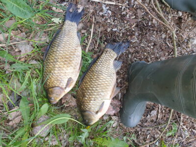Crucian carp ×2 — Neman River