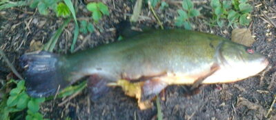 Tench