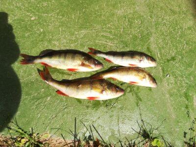 Eurasian perch ×4 — Sartai