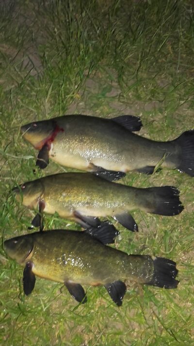 Tench
