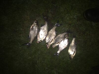 Carp bream — Nevėža