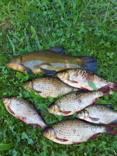 Tench, 1.4 kg