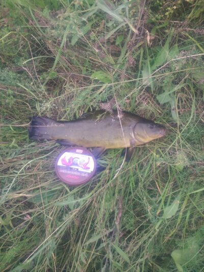 Tench, 0.8 kg