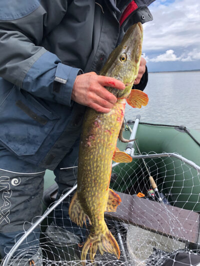 Northern Pike, 5.0 kg