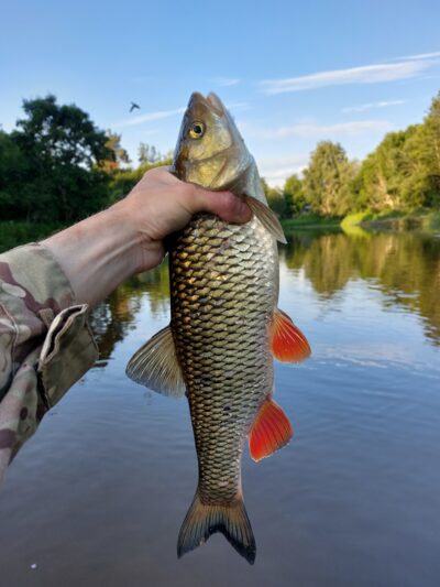 chub, 1.2 kg — Šventoji