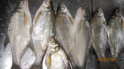 Carp bream ×7 — Pakumulšių II-asis