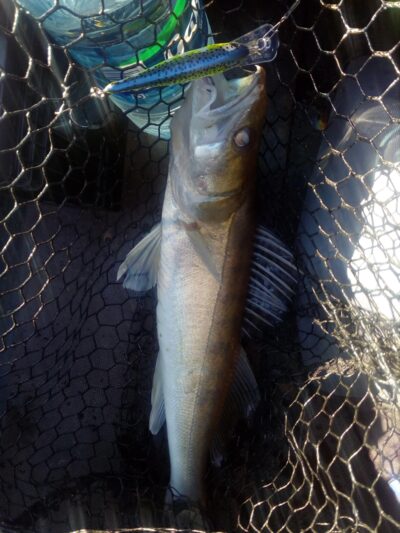 Pike perch
