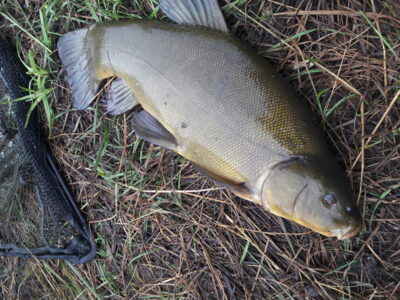 Tench, 2.2 kg — Užvenčio