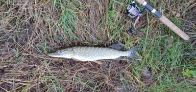Northern Pike, 1.0 kg