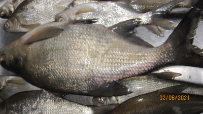 Carp bream, 0.5 kg — Pakumulšių II-asis