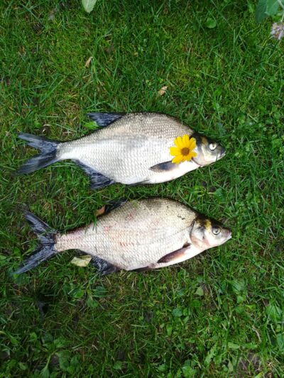 Carp bream ×2 — Sartai