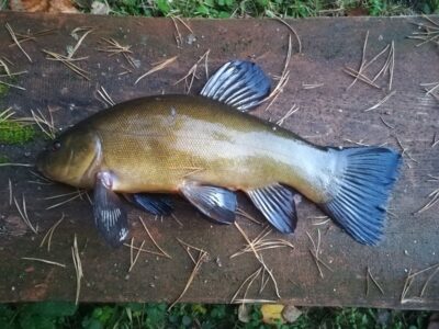 Tench — Sartai