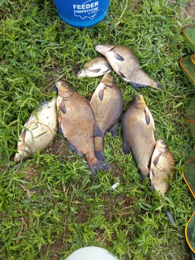 Carp bream ×7 — Neman River