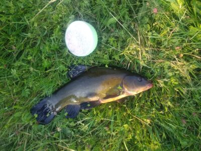 Tench, 0.5 kg