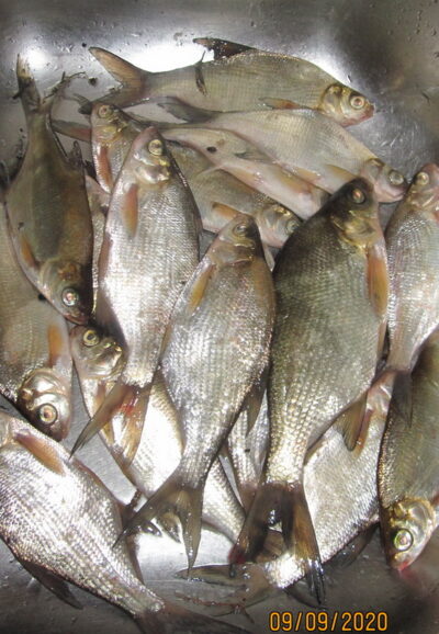Silver Bream ×18 — Pakumulšių II-asis