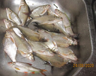 Silver Bream ×18 — Pakumulšių II-asis