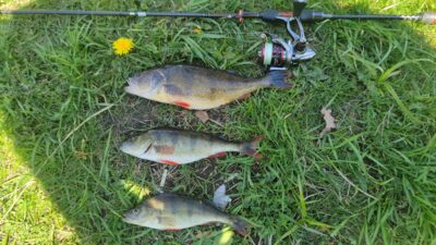 Eurasian perch — Elektrėnai reservoir