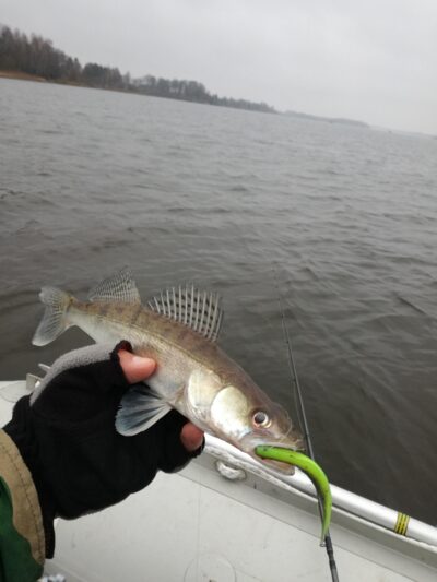 Pike perch — Kupiškio
