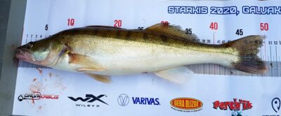Pike perch