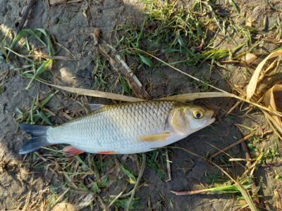 chub — Neman River