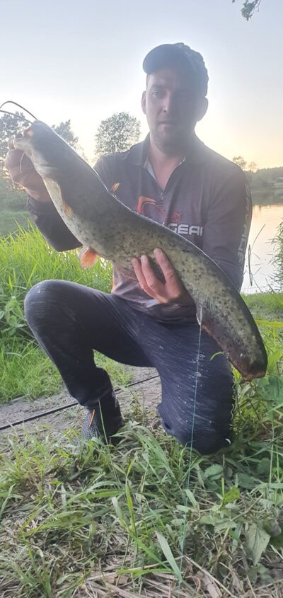 Wels catfish