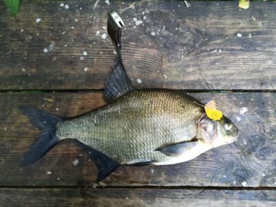 Carp bream — Sartai