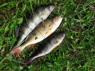 Eurasian perch ×3 — Užvenčio