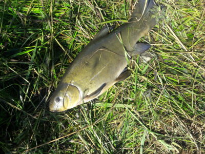 Tench — Užvenčio
